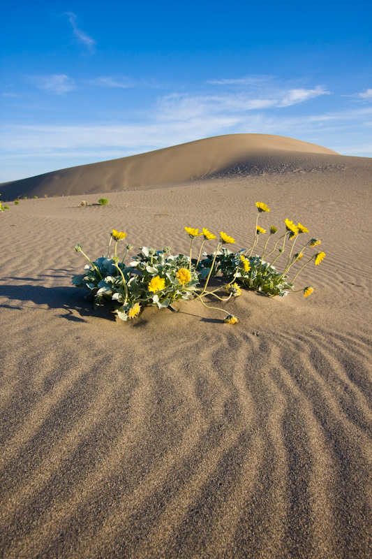 Patterns In Sand Dune